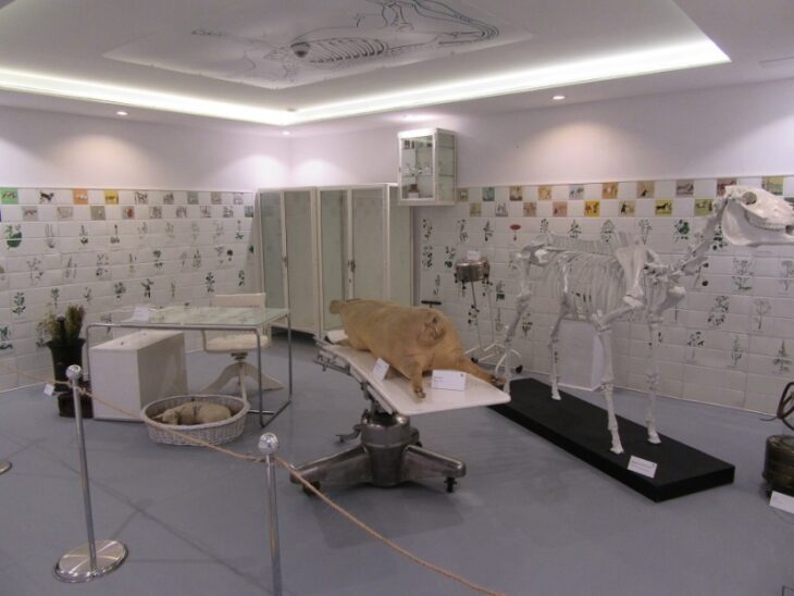 gabinet weterynaryjny