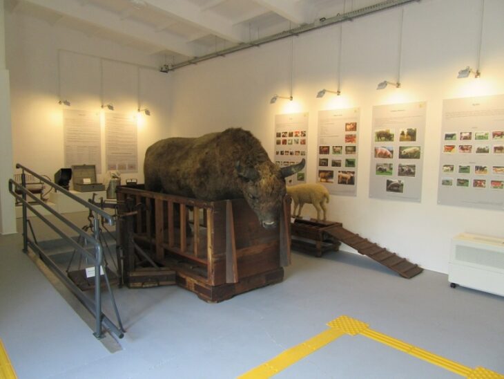 makieta bawół w drewnianym boksie