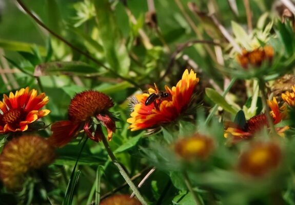Pszczoła na kwiatach gailardii ościstej