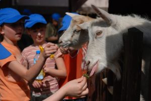 żywe kozy karmione przez dzieci
