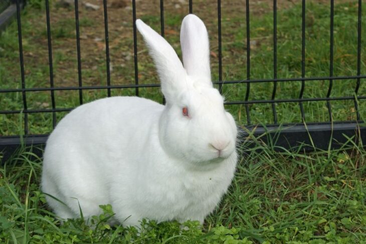 biały królik