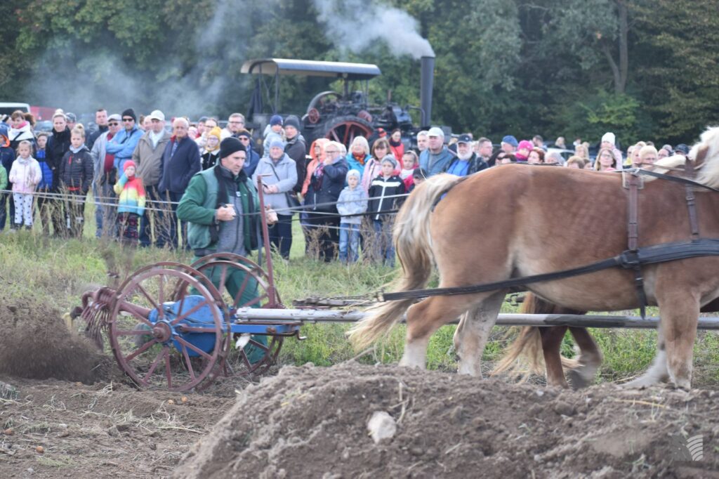 Dwa konie, widoczne częściowo, ciągną kopaczkę do ziemniaków. Mężczyzna trzyma lejce. idzie obok maszyny. W tle ludzie obserwujący pokaz.