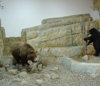 makieta niedźwiedzie