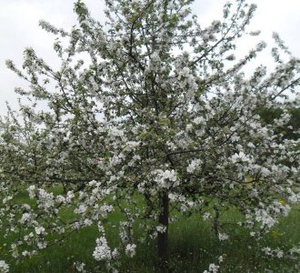 Malinówka Berżenicka w okresie kwitnienia