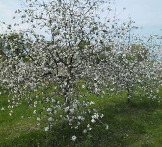 Malinówki w okresie kwitnienia
