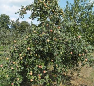 zdjęcie jabłek na drzewie Glogierówka