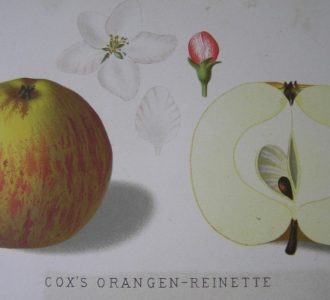 rysunek jabłko Koksa Pomarańczowa