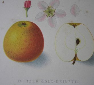 rysunek jabłko Złota Reneta