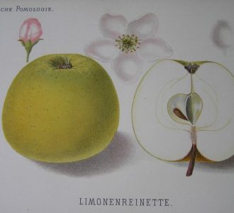 rysunek jabłko Limonowa Reneta