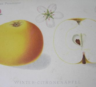 rysunek jabłko Cytrynówka Zimowa