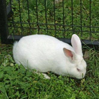 biały królik je trawę