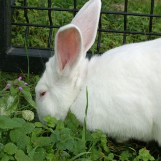 biały królik w trawie