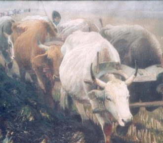 obraz woły w zaprzęgu w polu - orka