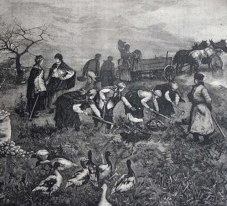 Kopanie kartofli, A. Kędzierski [w:] „Tygodnik Ilustrowany” 1884