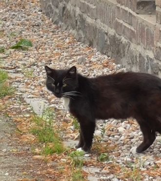 czarny kot mruczek