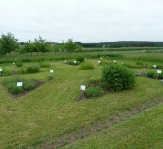 ogródek zielarski