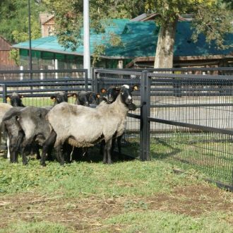 cztery owce przy ogrodzeniu