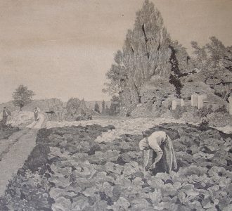 Uprawa warzyw pod Mokotowem, J. Pankiewicz [w:] „Tygodnik Ilustrowany” 1888