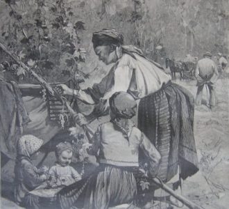 Zbieranie chmielu, A. Kędzierski [w:] „Tygodnik Ilustrowany” 1888