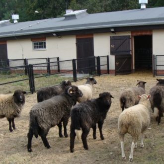 żywe owce i barany w zagrodzie